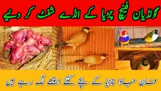 گولڈیان فینچ چڑیا کے انڈے شفٹ کر دئیے اور فان جاوا چڑیا کے بچے کتنے اچھے لگ رہے ہیں 😍🥰❤@Birdyswings 