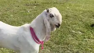 BHOPAL GANDHI NAGAR BAKRA MANDI - 10 AUGUST 2025 | EID KE BAAD GIRA BAKRO KA RATE 😱