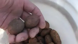 experimental potato harvest results