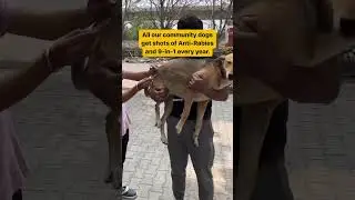 Stray dogs vaccinated! #apawfive #dogshorts #straydogs #doglover #dogcare #dog #indiedog #healthydog