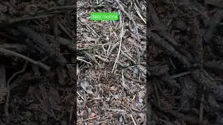 Ant's daily routine   #ant #insects #wildlife