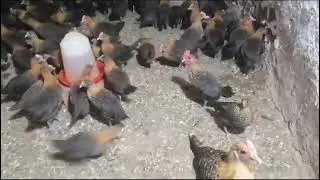 سلام الاخوان فلوس الفيومي ذهبي متوفر للبيع بإذن الله الهاتف 0700750056 واخض تلقيحات الأساسي مرحبا