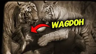 दुनिया का सबसे खतरनाक नर बाघ ! Story of Legendary Tiger : WAGDOH, SCARFACE & BIGDADDY .