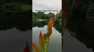 Rainy calm vibes only ☁️🌿#CalmSoul#NatureLovers#SereneViews#sg_vinovibes
