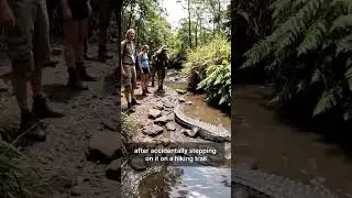 The woman stepped on an alligator