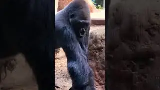 #shorts #mighty #gorilla