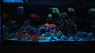 ReefShare - Aquarismo Marinho. Semi Cubo (Apresenta&ccedil;&atilde;o) 2