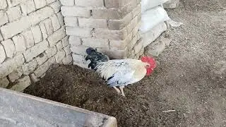 Pure desi murga | Brahma chicken | rooster crowing sounds |#animals #shorts
