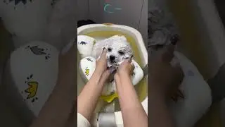 Is Your Current Poodle Grooming Routine Actually HURTING Their Health?