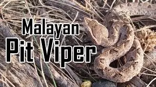 Malayan Pit Viper (juvenile)