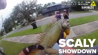Huge iguana hit with trespassing, disorderly conduct charges after wrestling with law