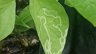 How To Kill Or Control Leaf Miner Attacks On Vegetables & Other Houseplants