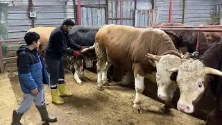KURBANLIK DANALARIMIZIN KUYRUKLARINI TIRAŞ EDİYORUZ