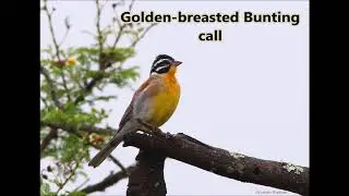 Golden breasted Bunting call