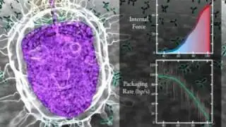 &Phi;29 DNA packaging molecular motor, 3D movie