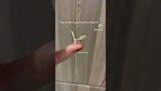 Cute moth to bless your day!