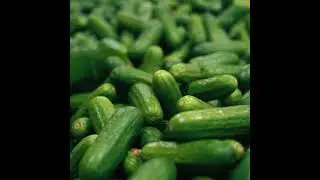 Baby Cucumbers - perfect pick to indulge in healthy snacking