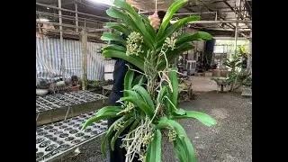 Trâu thái giá rẻ ...0981550768