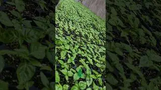 How we started scotch bonnet pepper farming in Jamaica
