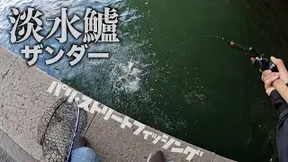パリストリートフィッシングでついに出た淡水鱸【ザンダー】！！