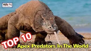 Top 10 Apex Predators In The World