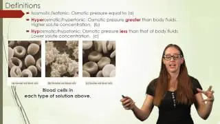 Osmotic Pressure and Medical Solutions