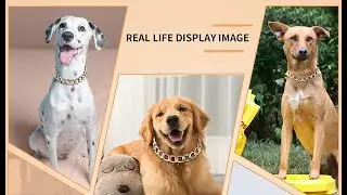 Gold Color Chain Dog Collar | Cuban Link Chain for Dogs | Light Metal Dog Necklace