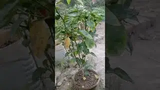 chili🌶️ Plants #shorts #shortvideo #viral