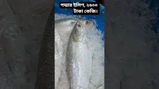 পদ্মার ইলিশ বাংলাদেশে বিক্রি হচ্ছে ২৬০০ টাকা কেজি।