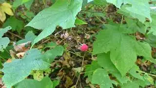 Clematis virginiana, Rubus odoratus, Rubus allegheniensis, Viburnum acerifolium, Viburnum opulus