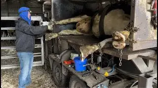 William the Hoof Trimmer