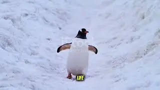 FUN PENGUIN FACTS🐧