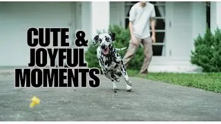 Heartwarming Pet Moments: Cats & Dogs Playing with Owners | Love & Joy Compilation
