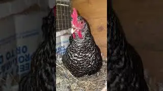 Youngest chicken laid a tiny egg. She&rsquo;s adorable 🥰 #shots #chicken #adorable #fyp