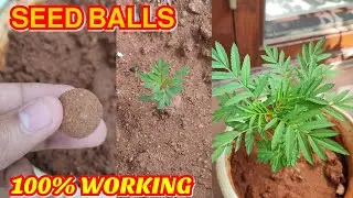 Seed balls Return gift | Best return gifts for all occasions | unique and Eco-friendly return gift