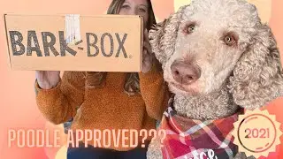 Bark box review:  dog box unboxing