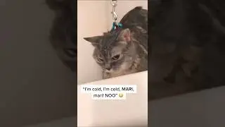Random Cat Chaos: Funniest Cat Clips Compilation Ever