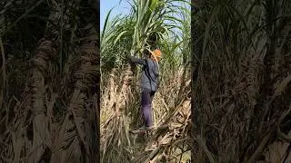 0118 ganna variety #sugarcane #farming