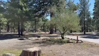 Video of Flagstaff KOA, AZ from Kim G.