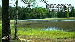 1 Hours Birds singing in the Forest on the Calm Lakeshore Relaxing Nature Sound