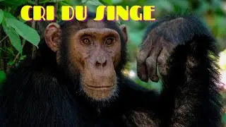 CRI du SINGE Bruit du SINGE - MONKEY sounds