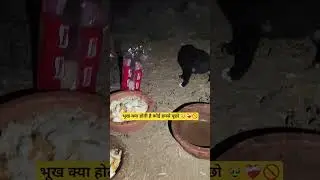 street dogs feeding daily routine #dog #dogs #dogsofyoutube