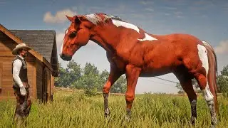 John Marston Tames Huge Kentucky Saddler Chestnut Pinto at Scarlett Meadows | RDR2