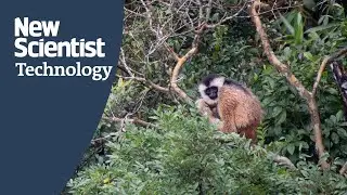 Drones with thermal cameras help scientists count rare black crested gibbons in Vietnam
