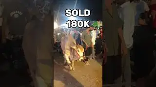 LIVE SOLD!!! Bull Delivery in Rikshaw!! Cow price 2025. Eid Ul Azha 2025|