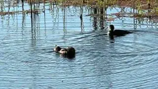 Adult male musk duck displaying to a female, the  Reedbeeds, Gulpa Island area 23 January 2011