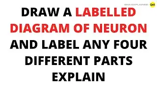 Draw a labelled diagram of neuron and label? any four different parts explain - QnA Explained