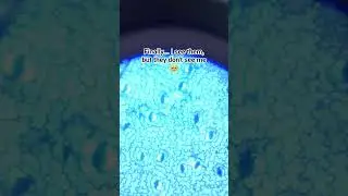 Stomata of a leaf #stem #shortvideo #shorts #followforfollowback #stomata #science #fyp