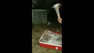 Junky Box fan destruction