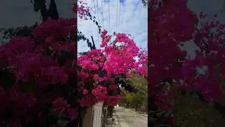 Beautiful Flowers on Gate #flowers #nature